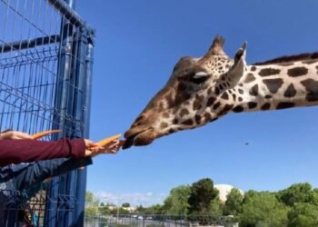 Confirma Africam Safari óptimo estado de salud de la Jirafa Benito