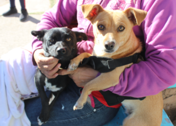 Santa Rosa, Revolución y Chihuahua 2 mil habra esterilizacion de mascotas en enero