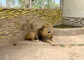 Invita el Zoológico de Chihuahua a la ciudadanía a recorridos estas vacaciones, listas las albercas