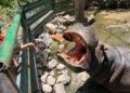 Invita el Zoológico de Chihuahua a recorridos familiares estas vacaciones