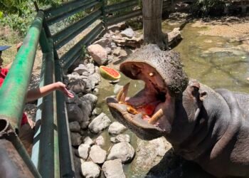 Invita el Zoológico de Chihuahua a recorridos familiares estas vacaciones