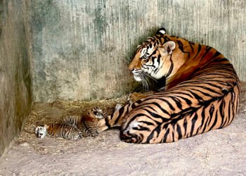 Nacen cuatro Tigres de Bengala en el zoológico de Aldama, invitan a la ciudadanía a conocerlos