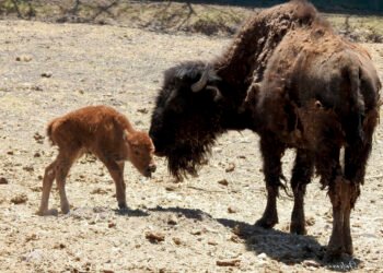 Nace cría de Bisonte Americano en Zoológico de Aldama, hijo de Brutus líder de la manada