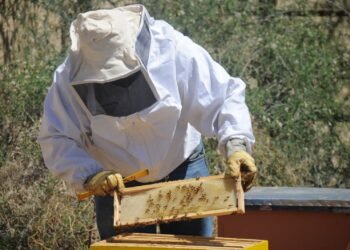 Se suma la UACH al rescate de abejas en las zonas urbana