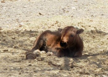Nace cría de Bisonte Americano el domingo en el zoológico de Chihuahua, día de elecciones