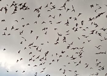 Invitan a temporada de avistamientos de murciélagos en Santa Eulalia