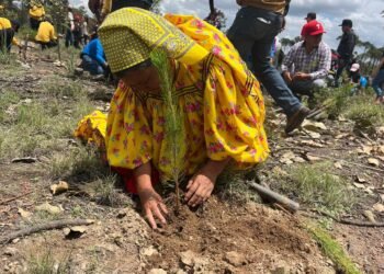 Realizan la Fiesta del Bosque en Guachochi a favor del medio ambiente, plantarán 400 mil árboles