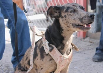 Llevan RAMM y diputada Jael Argüelles campaña de esterilización y vacunación a colonia “Los Ojitos”