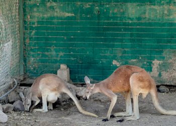Nace segunda cría de canguro en zoológico de Aldama, después de tres años