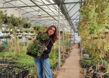 Cómo cuidar las plantas durante el invierno: recomendaciones de especialista UACH