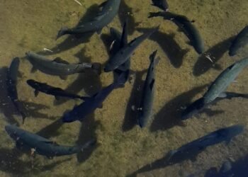 Frío ha impulsado en más de 30 granjas la producción de trucha en Guachochi