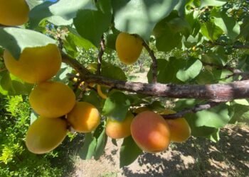 Capacitarán a 1290 estudiantes de cuauhtémoc en la implementación de huertos escolares