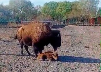 Nace cría de Bisonte Americano en el zoológico de Aldama, se incrementa la población de animales