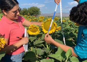 Investigadores de la UACH impulsan cultivos alternativos para optimizar el uso del agua