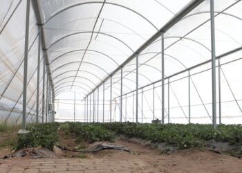 Rehabilita UT de la Babícora su invernadero en apoyo a 120 estudiantes de carrera de Agricultura