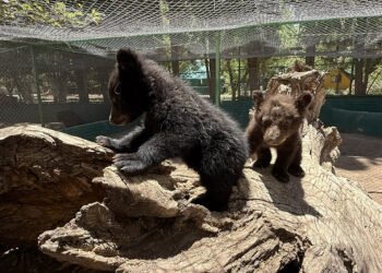 Nacen dos oseznos en zoológico de Aldama, invitan a ciudadanía a visitarlos