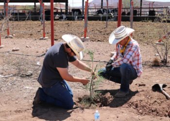 Produce FZyE fertilizante orgánico «CompostaZE»