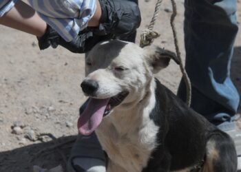Alumnos de la UACH realizan campaña de vacunación y prevención en la colonia Ladrilleras Norte