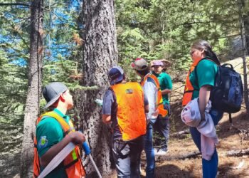 La UACH será sede del XVII Congreso Mexicano de Recursos Forestales 2025