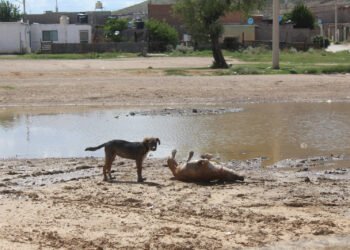 Especialista de la UACH te dice cómo evitar golpes de calor en tus mascotas