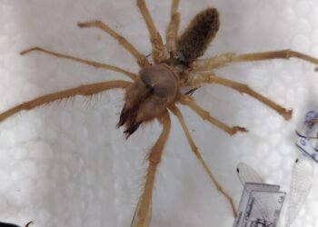 Emite especialista de la UACH algunos tips para evitar mordeduras o picaduras de animales ponzoñosos