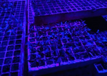 Instala UT Tarahumara su primera Cámara de Germinación  para producción de plántulas