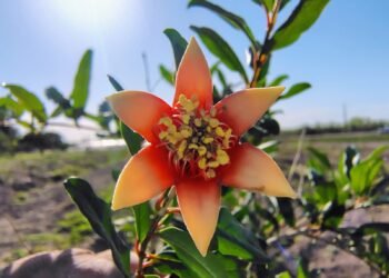 FCAyF de la UACH promueve el cultivo de granado frente a la escasez hídrica en Chihuahua