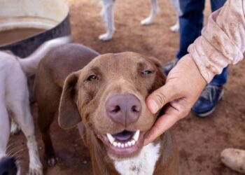 Se suman chihuahuenses a la adopción responsable de mascotas, fomentan la adopción de animales
