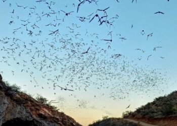 Ya viene el Bat Weekend organizado por la Uach y el municipio de Aquiles Serdán