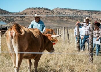 Realiza la UACH I Jornada de Transferencia de Tecnología en Ganadería Sostenible en el Rancho Teseachi