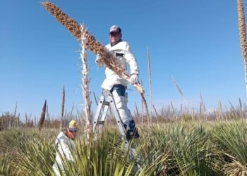 FCAyF-UACH realiza recolección de semilla de sotol en la Huerta Sotolera     La Facultad de Ciencias Agrícolas