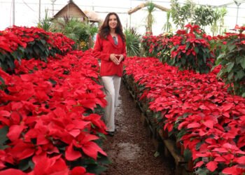 Docente de la UACH explica el simbolismo de la Nochebuena