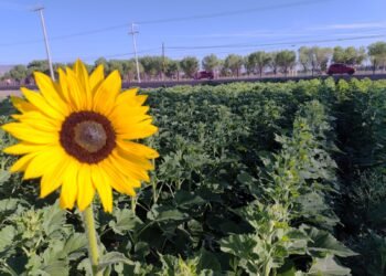 UACH impulsa el uso de semillas nativas para el ahorro de agua