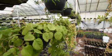 Tu jardín en primavera: claves para hacerlo florecer, según experta de la UACH