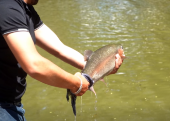 Libera Municipio de Guachochi truchas para curso de pesca, previo al festival que arranca el próximo sábado