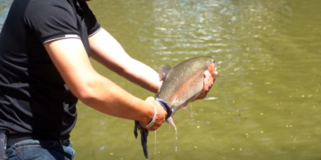 Libera Municipio de Guachochi truchas para curso de pesca, previo al festival que arranca el próximo sábado