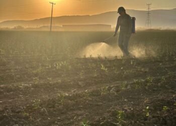 Investigadores UACH presentaron resultados de proyecto sobre restauración de suelos con microalgas en Chihuahua