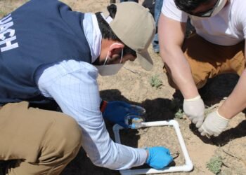 Científicos de la UACH estudian biocostras para combatir la degradación del suelo