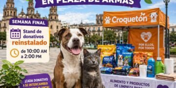 Cerrarán campaña «Croquetón» este jueves en la plaza de Armas, apoya a mascotas vulnerables