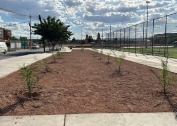 Realizan forestación de 100 árboles en el Polideportivo Luis H. Álvarez, participaron scouts