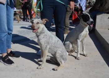 Últimos lugares para inscribirse en la carrera «Dejando Huella», inicia el domingo 19 de julio