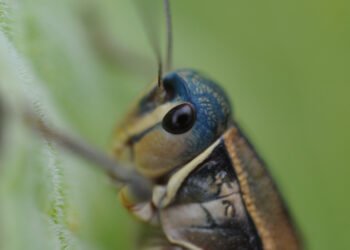 Especialista de la UACH explica importancia ecológica de los chapulines