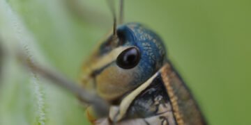 Especialista de la UACH explica importancia ecológica de los chapulines