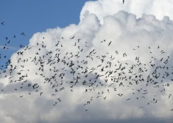 Trabaja la UACH en conservación de murciélagos