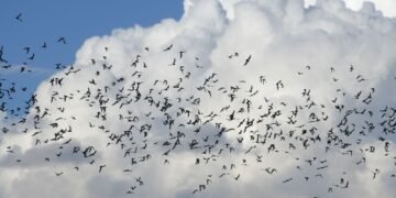 Trabaja la UACH en conservación de murciélagos