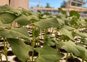 Buscan generar fertilizantes de residuos del Sotol
