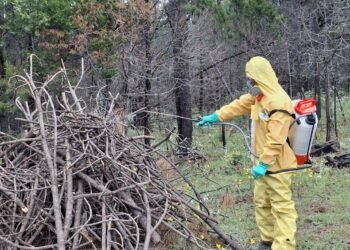 Combaten plaga de gusano descortezador en Guachochi, coordinados con UMAFOR