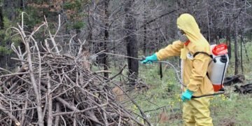 Combaten plaga de gusano descortezador en Guachochi, coordinados con UMAFOR